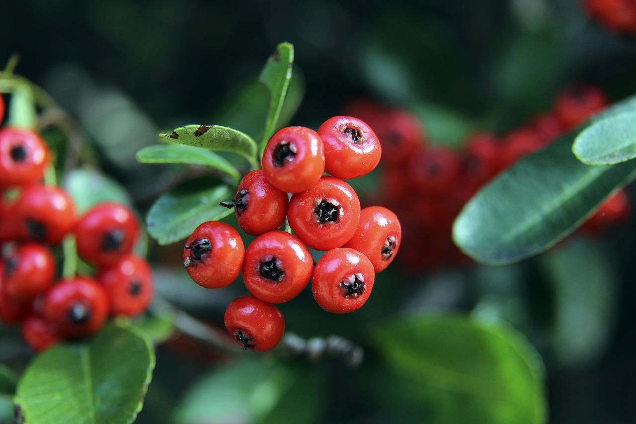 或成最大黑 或成最大黑