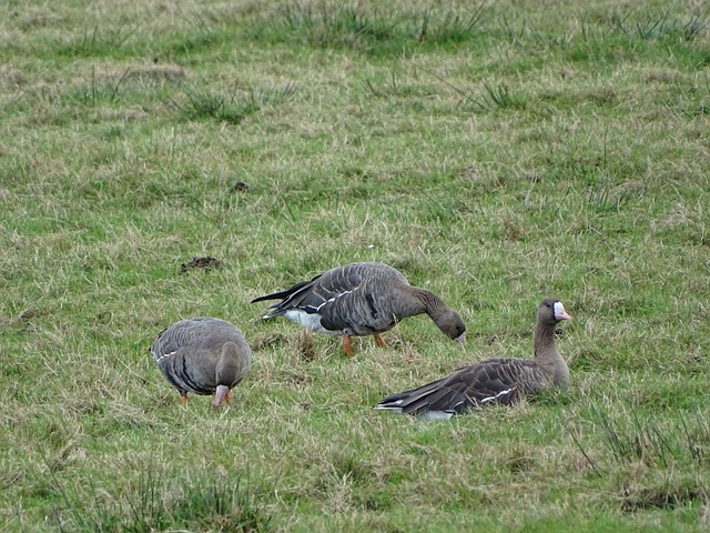 附加赛的资 附加赛的资