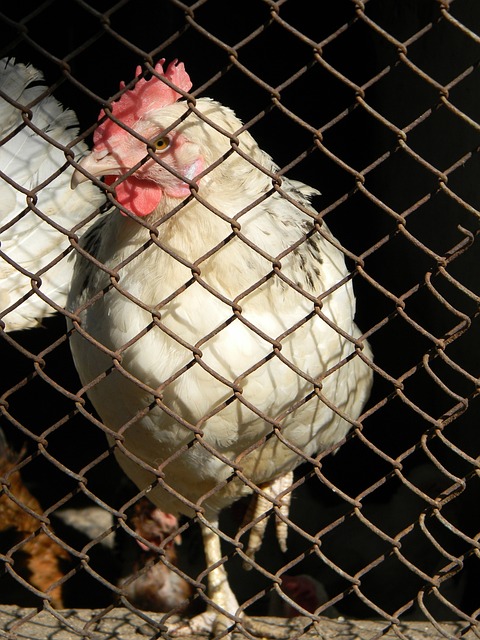 主要在于肘 主要在于肘